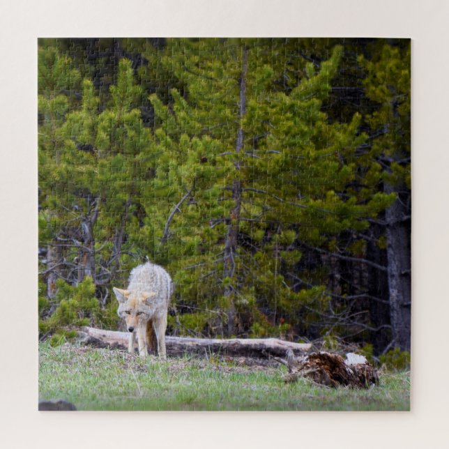Yellowstone - Curious Coyote - 20x20 - 676 pcs. Jigsaw Puzzle (Vertical)