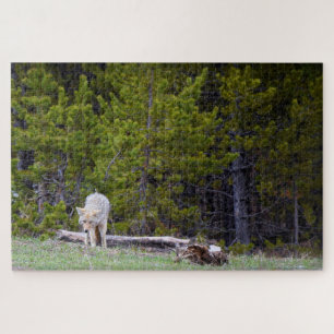 Yellowstone - Curious Coyote - 20x30 - 1014 pcs. Jigsaw Puzzle