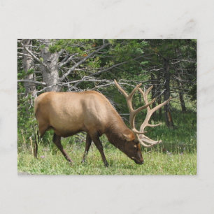 Yellowstone Elk Postcard