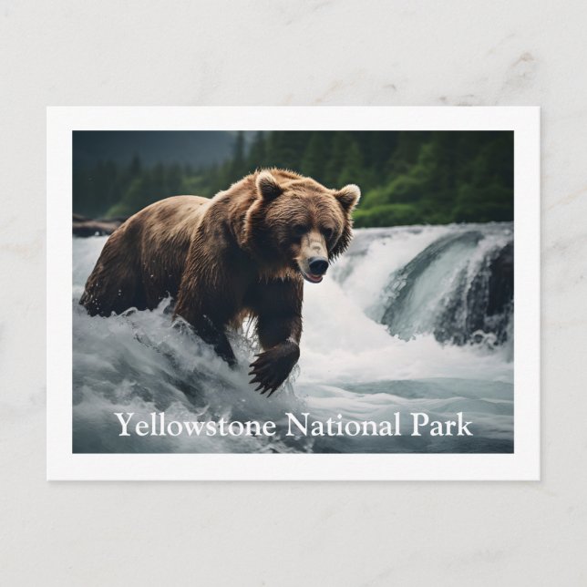Yellowstone Grizzly Bear Postcard (Front)