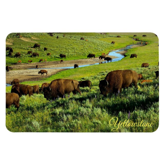 Yellowstone Magnet (Horizontal)