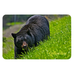 Yellowstone Magnet-Black Bear Magnet