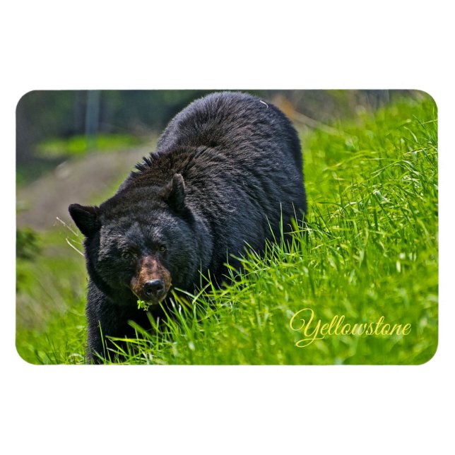 Yellowstone Magnet-Black Bear Magnet (Horizontal)