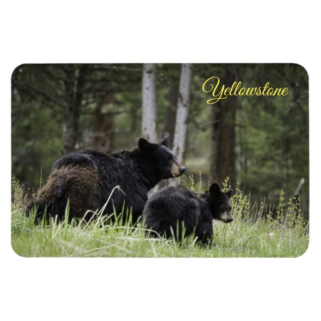 Yellowstone Magnet-Black Bear Magnet (Horizontal)