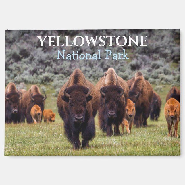 Yellowstone Magnet National Park Bison Buffalo (Front)