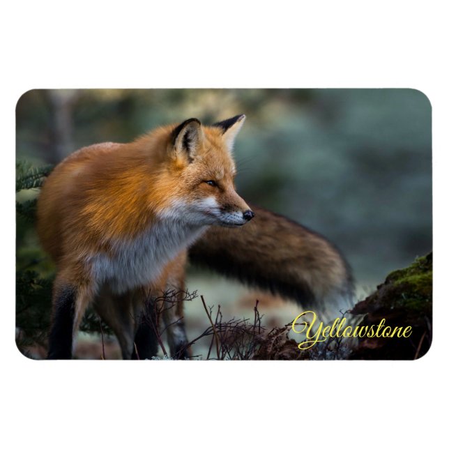 Yellowstone Magnet-Red Fox Magnet (Horizontal)
