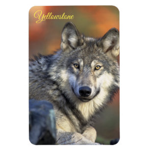 Yellowstone Magnet-Wolf Magnet