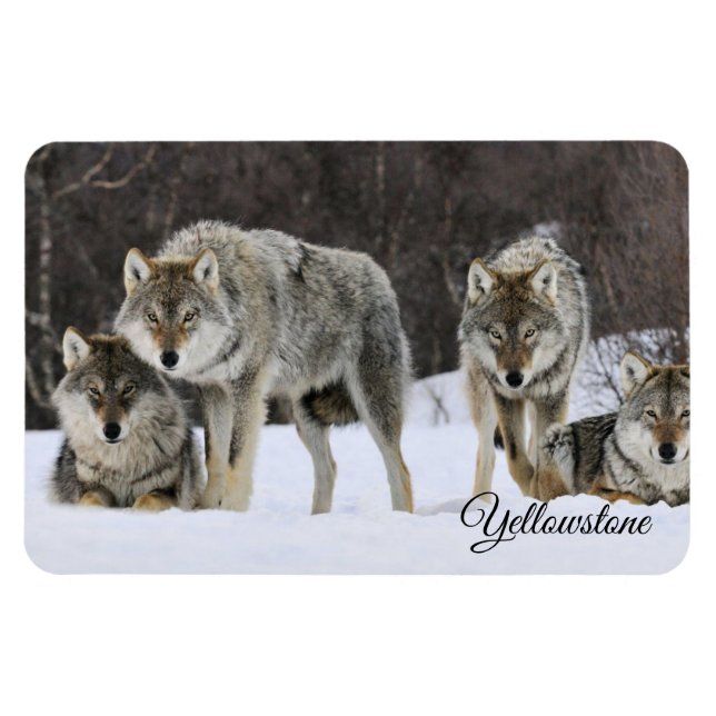 Yellowstone Magnet-Wolves Magnet (Horizontal)