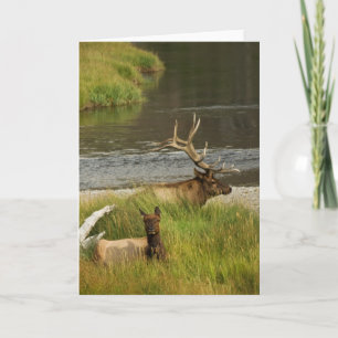 Yellowstone Mates Card