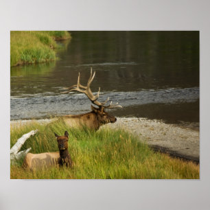 Yellowstone Mates Print