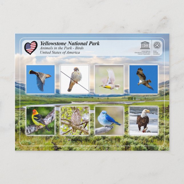 Yellowstone National Park - Birds Postcard (Front)