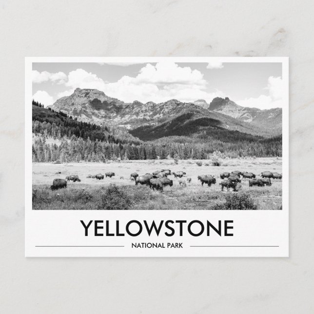Yellowstone National Park Bison Black & White Postcard (Front)