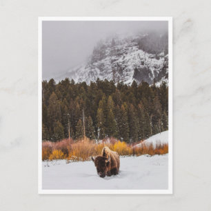 Yellowstone National Park Bison in Winter Photo Postcard