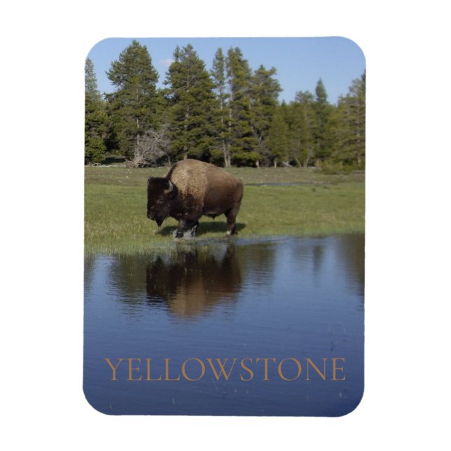 Yellowstone National Park Bison Magnet (Vertical)