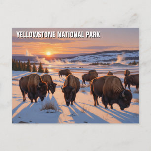 Yellowstone National Park bison Postcard