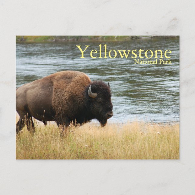 Yellowstone National Park, Bison Postcard (Front)