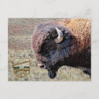 Yellowstone National Park Bison