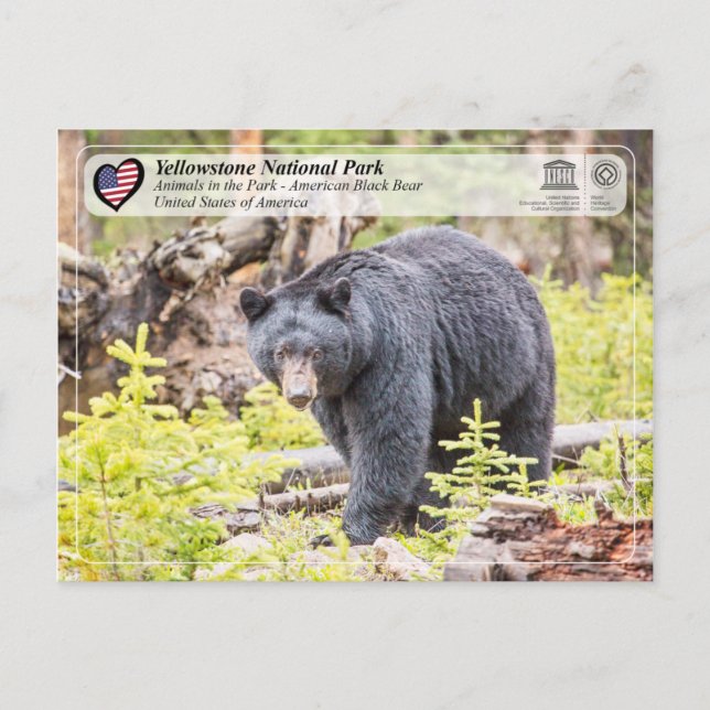 Yellowstone National Park - Black Bear Postcard (Front)