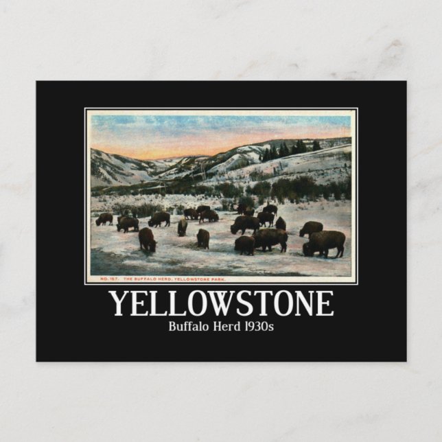 Yellowstone National Park, Buffalo Herd 1930s Postcard (Front)