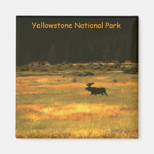 Yellowstone National Park Bull Moose Magnet