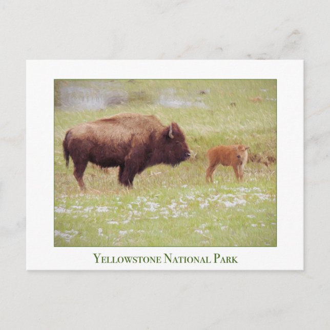 Yellowstone National Park card with bison & calf (Front)