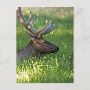 yellowstone national park, elk postcard