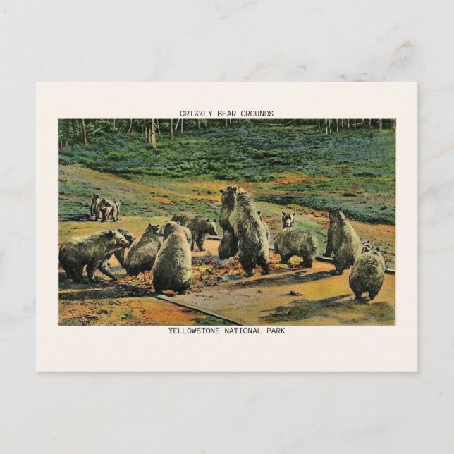 Yellowstone National Park Grizzly Bear Grounds Postcard (Front)