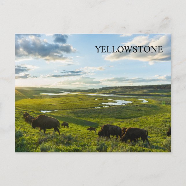 Yellowstone National Park Postcard (Front)
