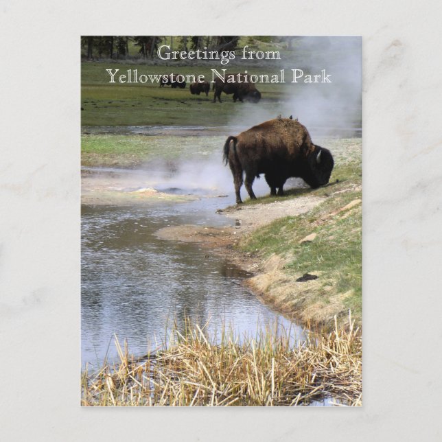 Yellowstone National Park Postcard (Front)