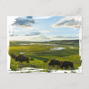 Yellowstone National Park Postcard