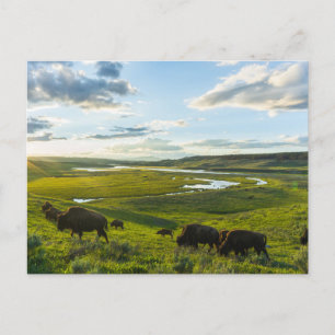 Yellowstone National Park Postcard