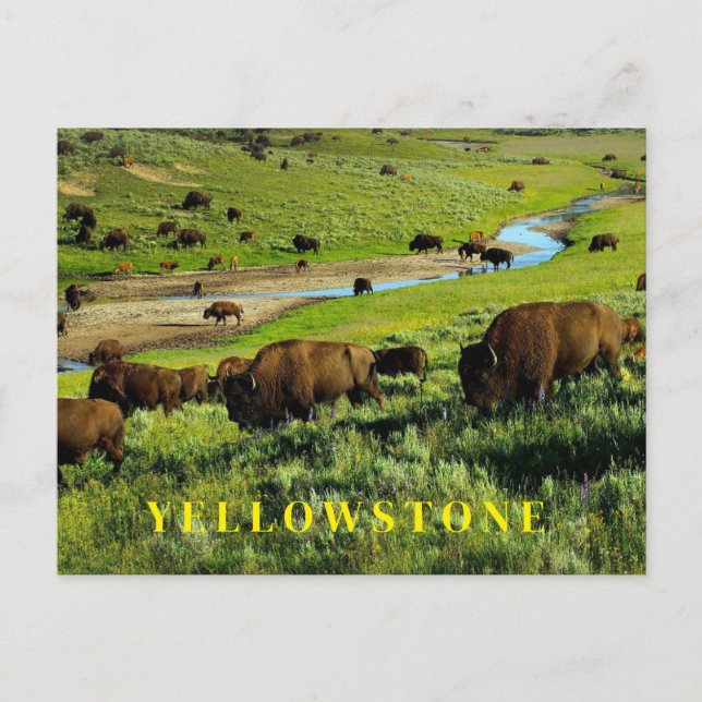 Yellowstone National Park Postcard (Front)