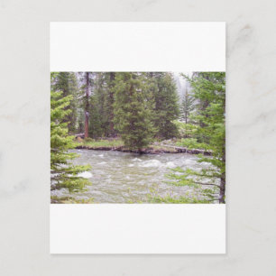 Yellowstone National Park Postcard