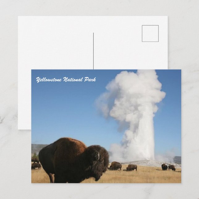 Yellowstone National Park Postcard (Front/Back)