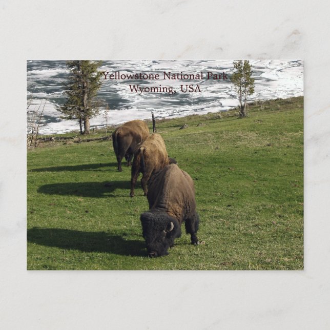 Yellowstone National Park Postcards Bison Winter (Front)