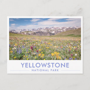 Yellowstone National Park Wildflowers Greeting Postcard