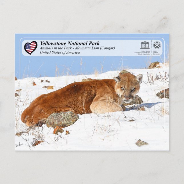 Yellowstone NP - Mountain Lion (Cougar) Postcard (Front)