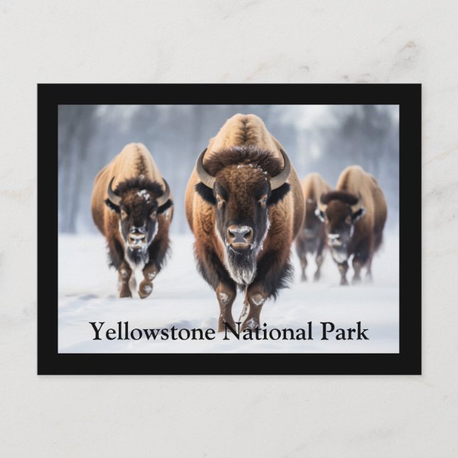 Yellowstone Postcard (Front)