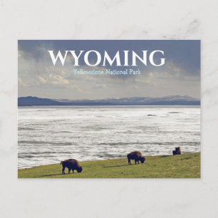 Yellowstone Postcard National Park Bison Buffalo