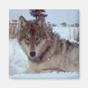 Yellowstone Wolf Magnet
