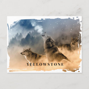 Yellowstone Wolf Postcard