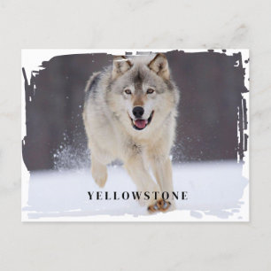 Yellowstone Wolf Postcard