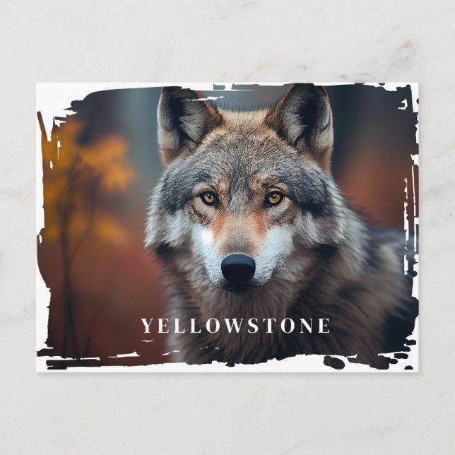 Yellowstone Wolf Postcard (Front)