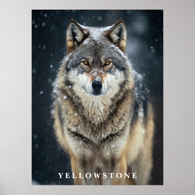 Yellowstone Wolf Poster (Front)
