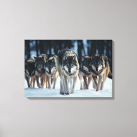 Yellowstone Wolves Canvas Art
