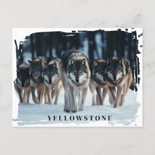 Yellowstone Wolves Postcard