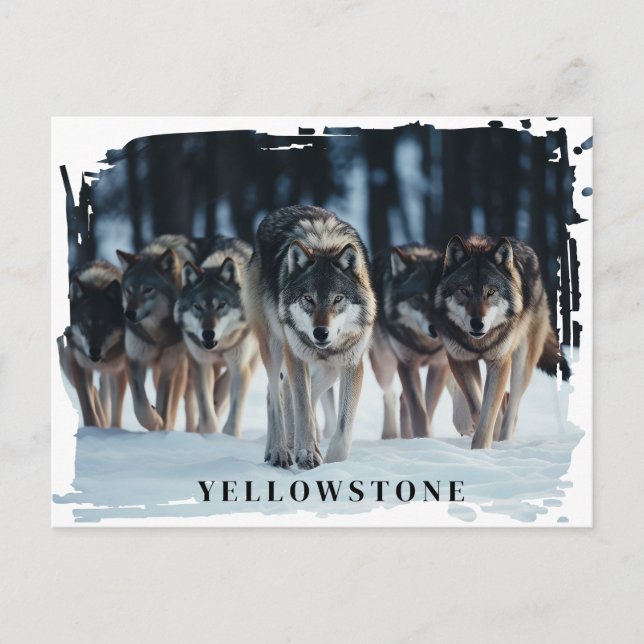 Yellowstone Wolves Postcard (Front)