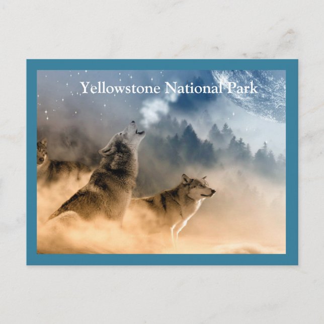Yellowstone Wolves Postcard (Front)