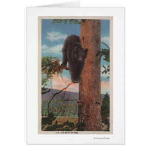Yellowstone, WYView of Black Bear in Tree