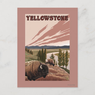 YellowstoneBison Scene Postcard
